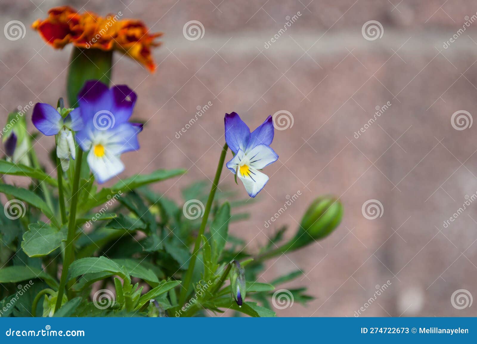 pansy flowers, viola x wittrockiana.