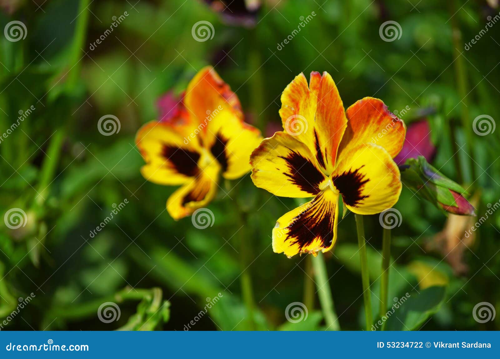 Pansy flowers stock photo. Image of nadu, nature, tamil - 11