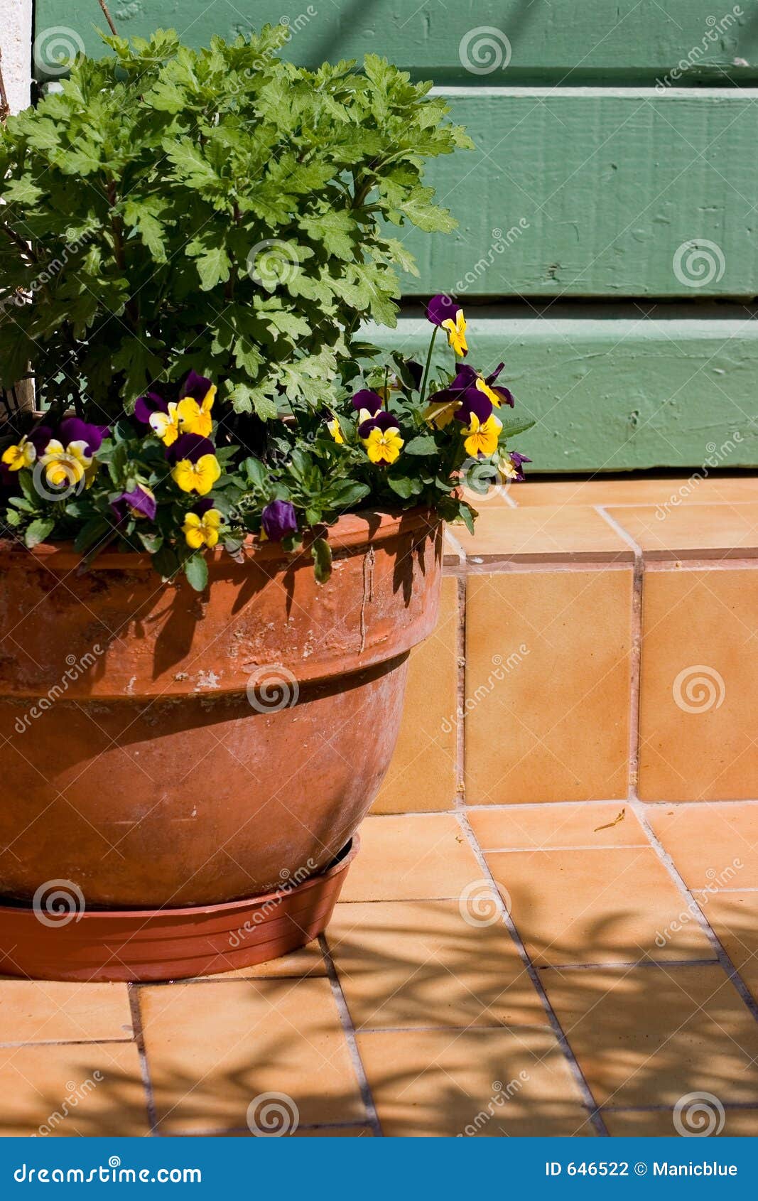 Pansy planter stock photo. Image of pansy, flowerpot, planter 646522