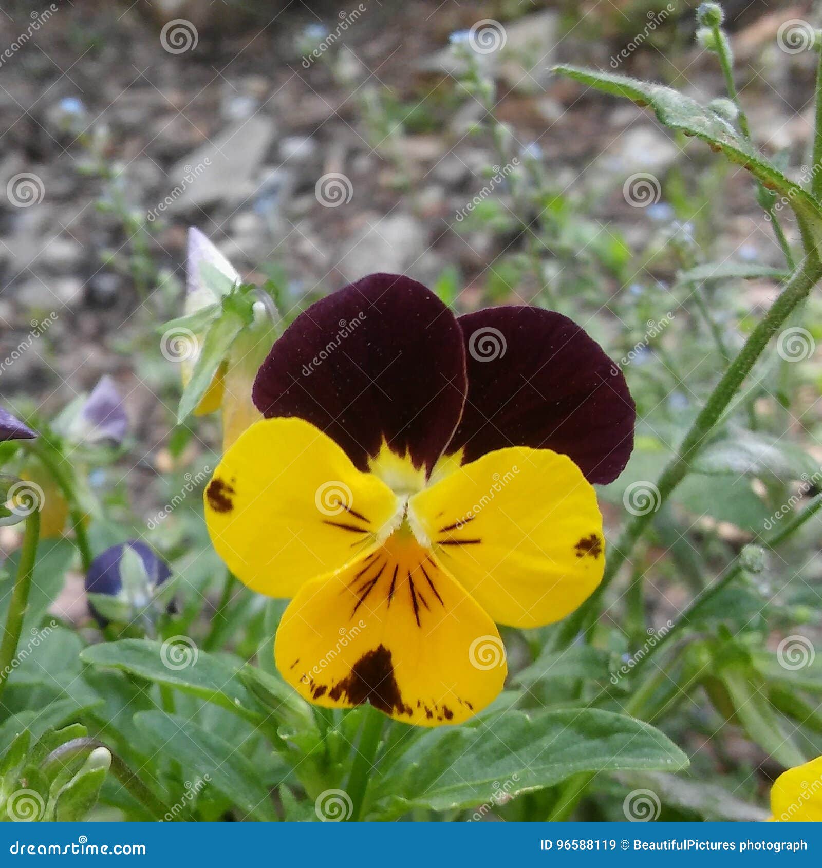 Pansy in summer stock image. Image of nature, summer 96588119