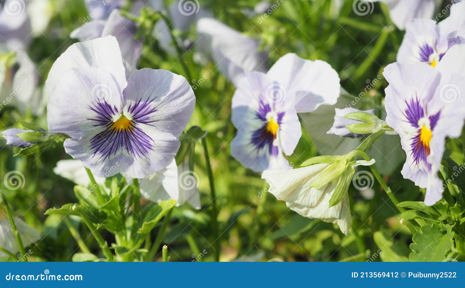 Pansy or Viola Flower in Garden Stock Photo Image of pansies, petal
