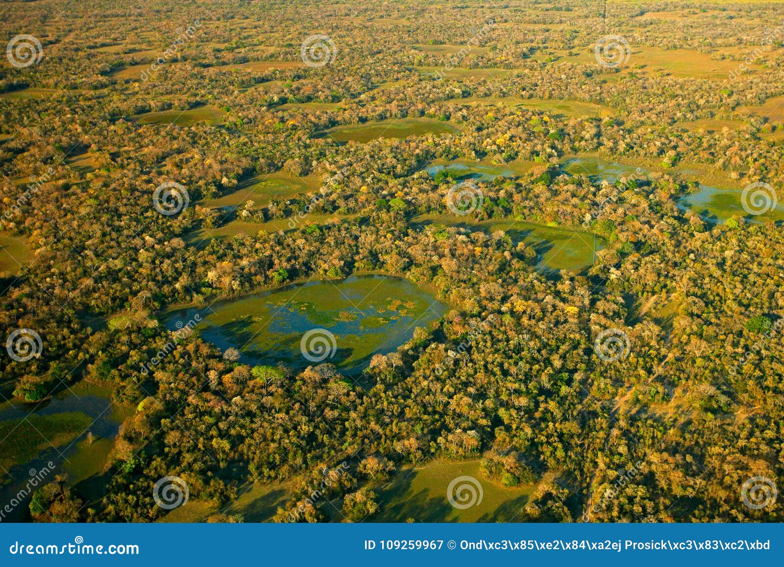 pantanal landscape, green lakes and small ponds with trees. aerial view on tropic forest, pantanal, brazil. wildlife nature, tropi