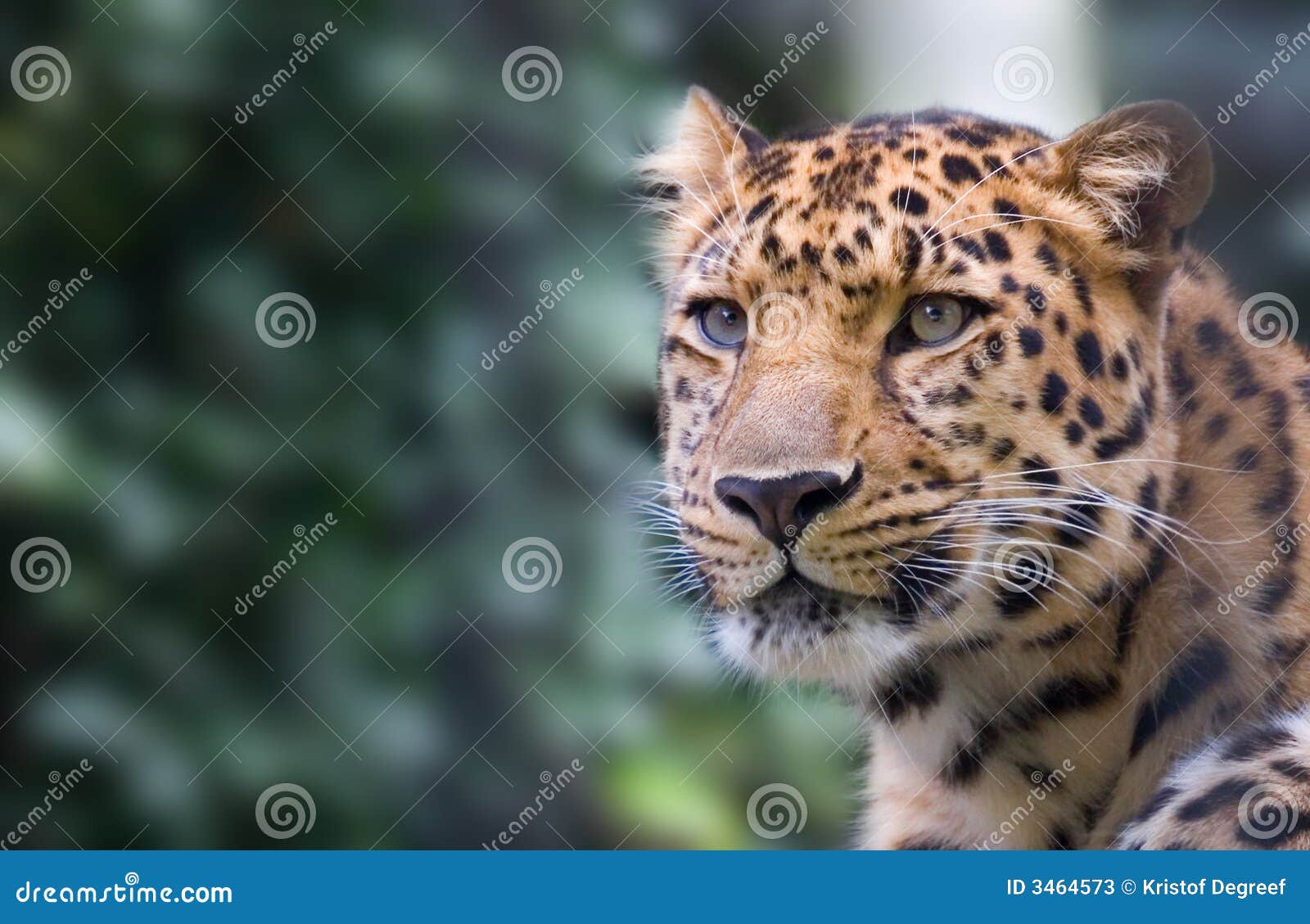 Panther stock image. Image of eyes, shots, wildlife, cats 3464573