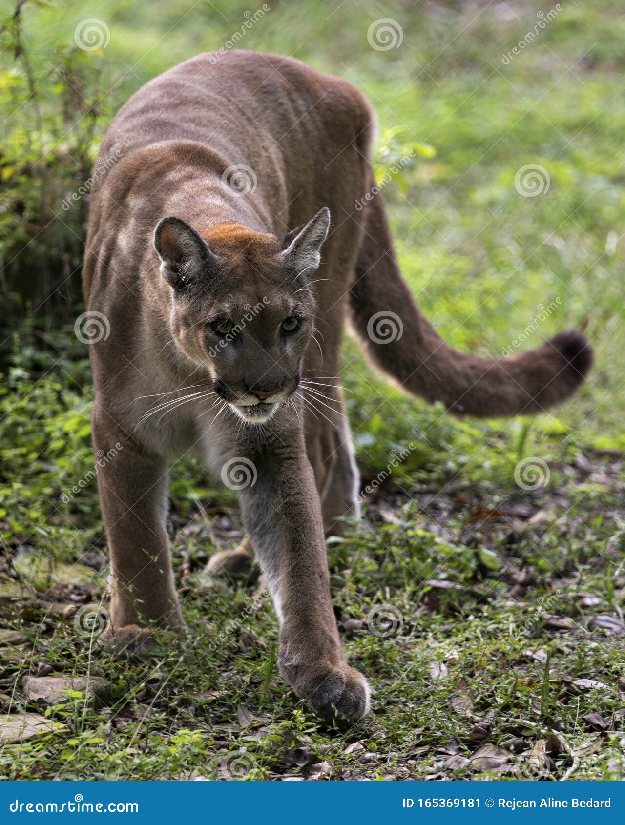 Panther Animal Stock Photos. Panther Animal Profile View Stock Image - Image of paws, body: 165369181 Panther Animal Stock Photos. Panther Animal Profile View Stock Image - Image of paws, body: 165369181
