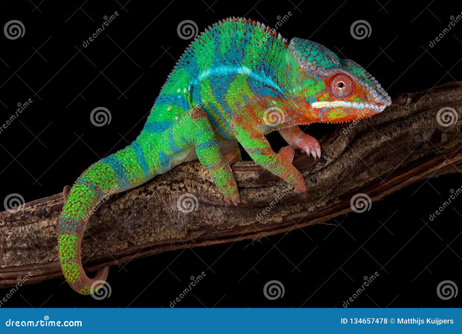 panther chameleon furcifer pardalis