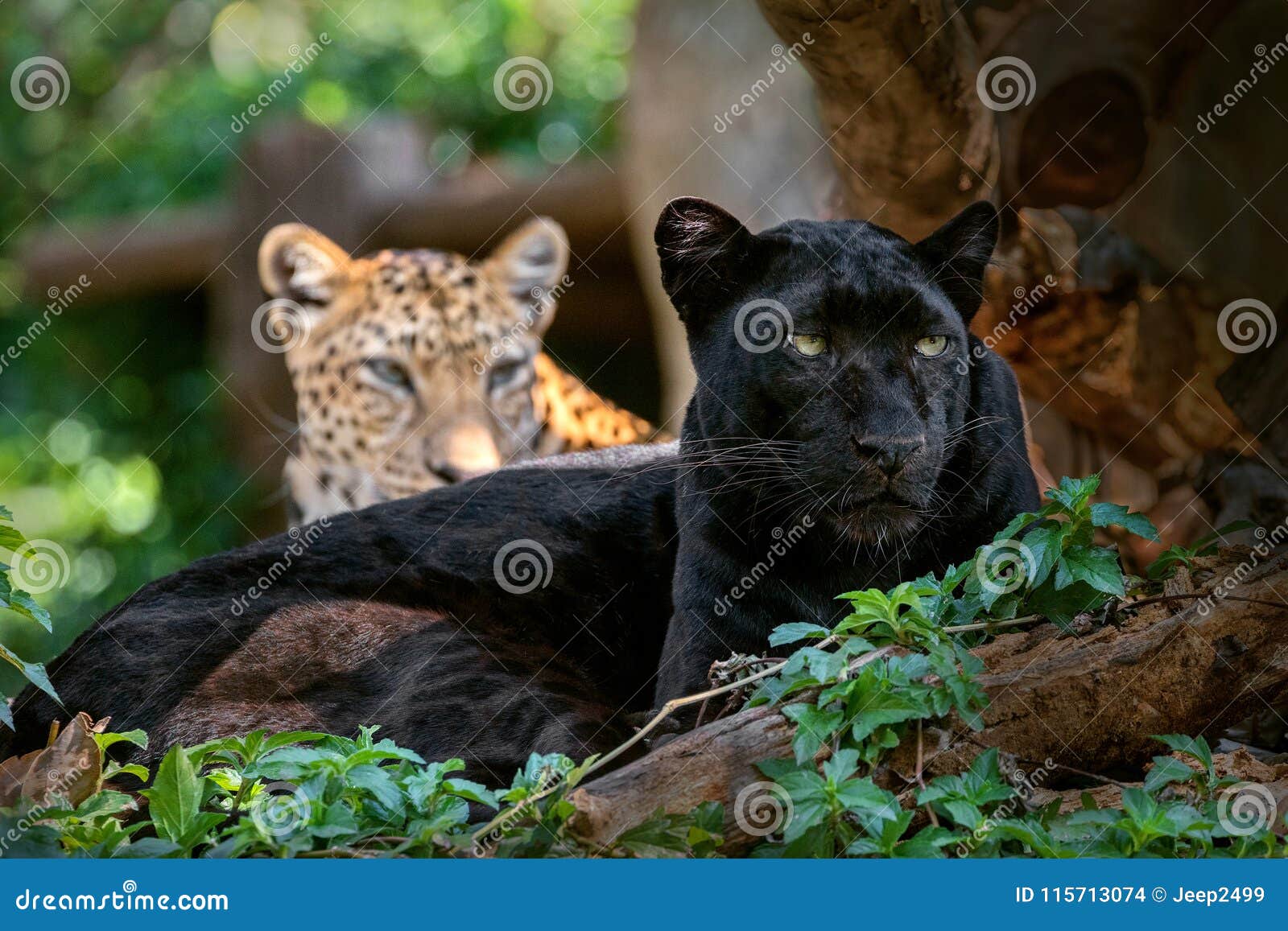 Panther or Leopard in Natural. Stock Photo Image of carnivore, atmosphere 115713074