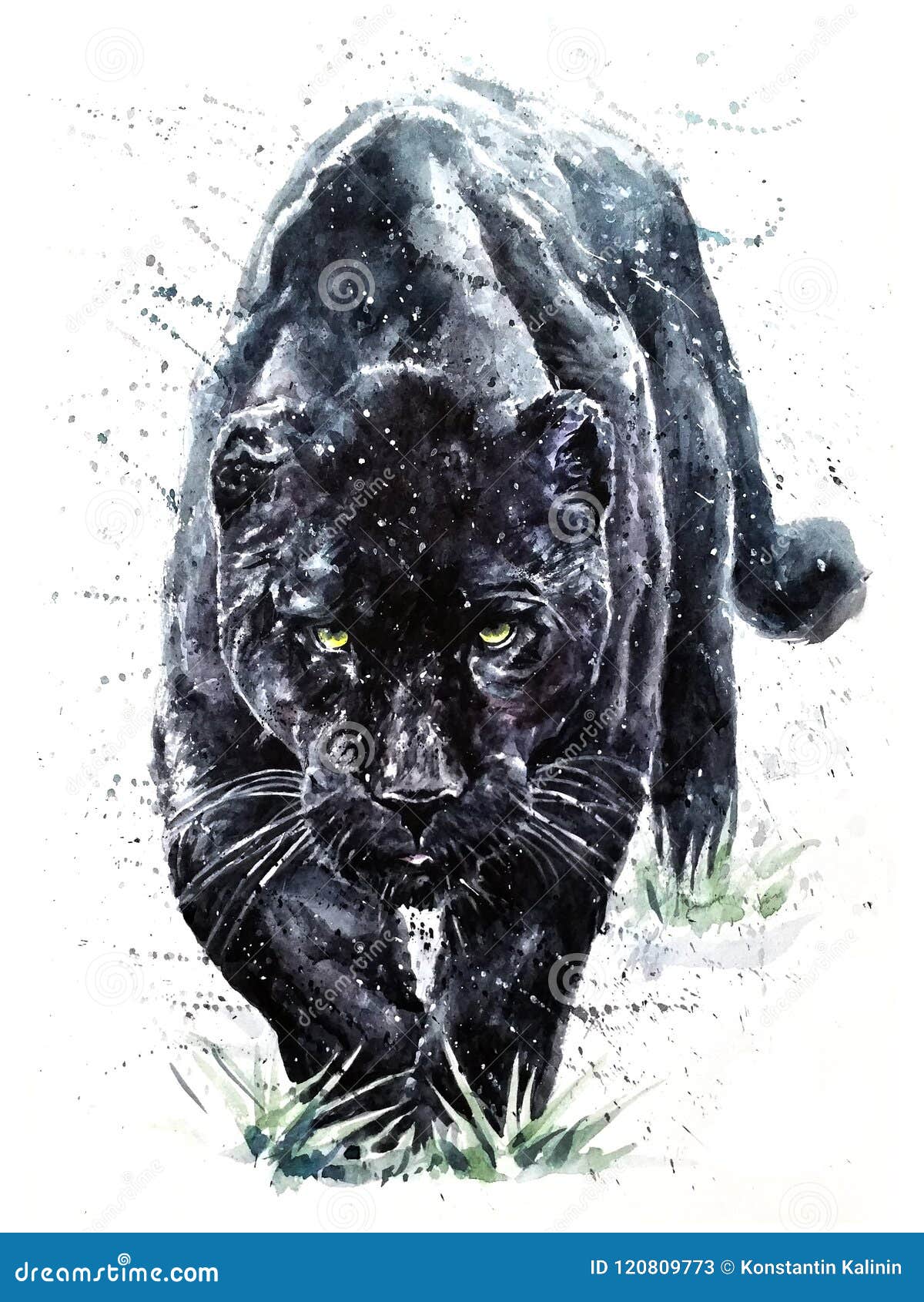 panther watercolor predator animals wildlife painting