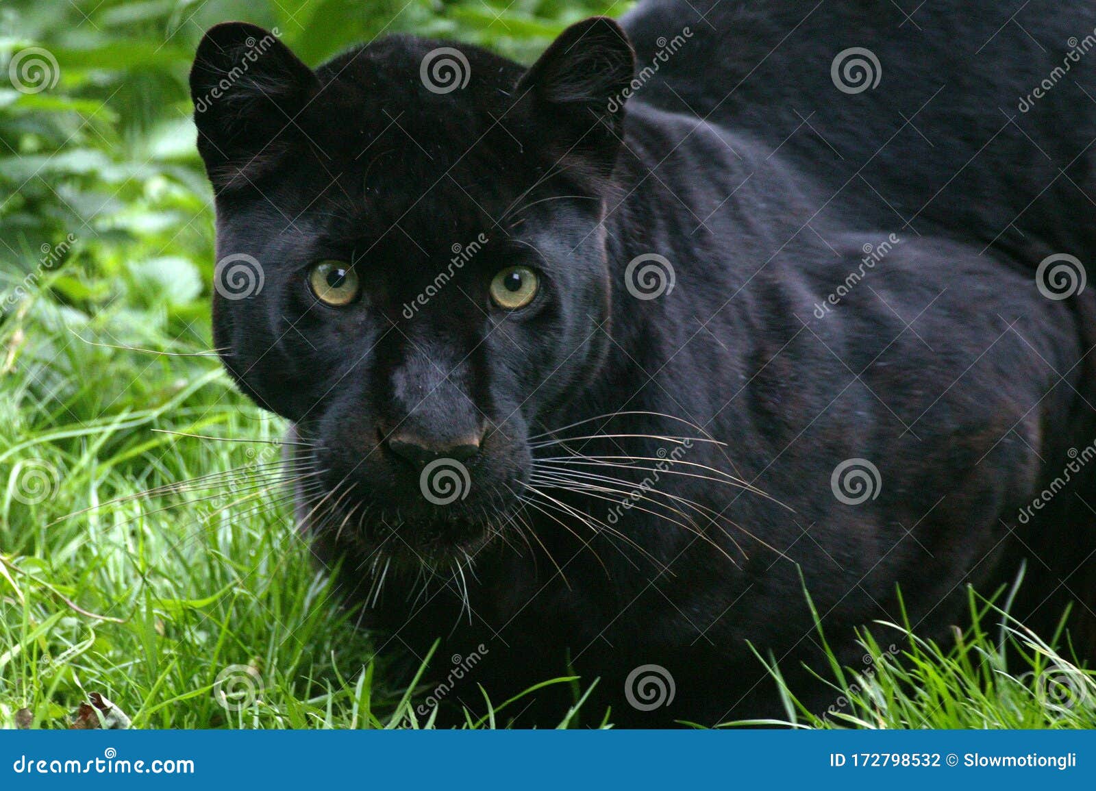Panthere Noire Panthera Pardus Stock Photo Image Of Leopard View