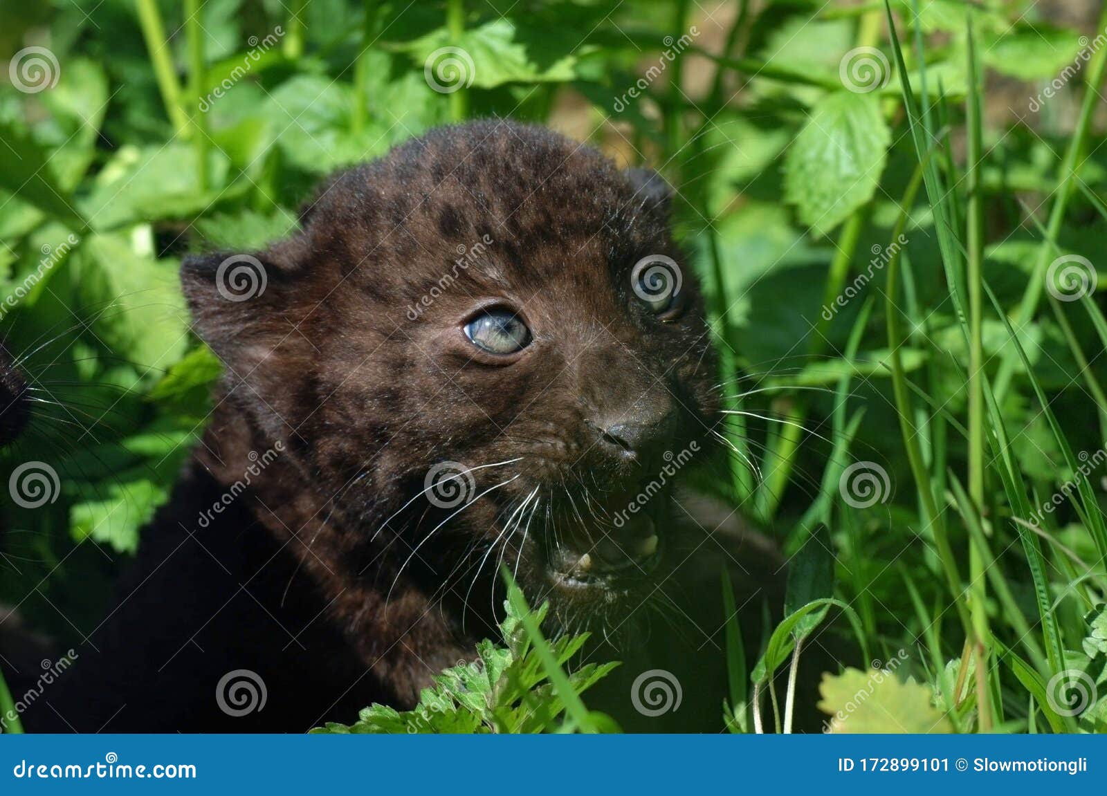 Panthere Noire Panthera Pardus Imagen De Archivo Imagen De Bebe Gato