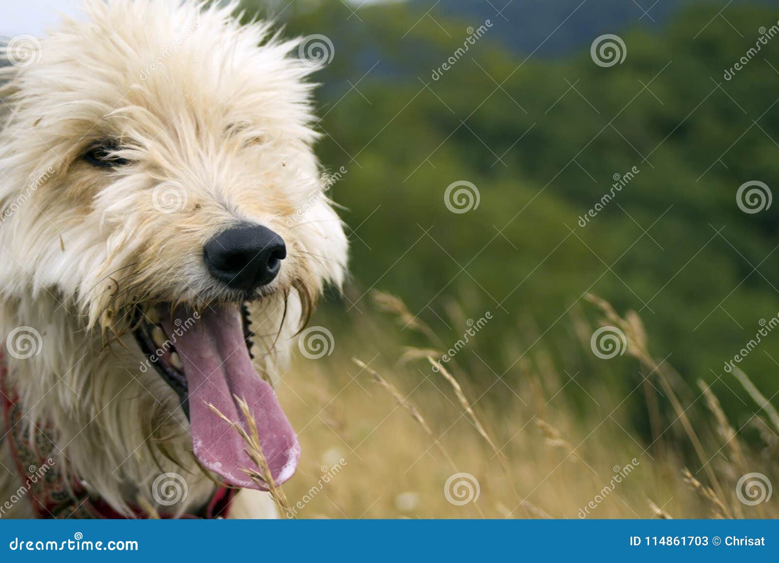 Panting dog stock image. Image of cross, animals, play 114861703