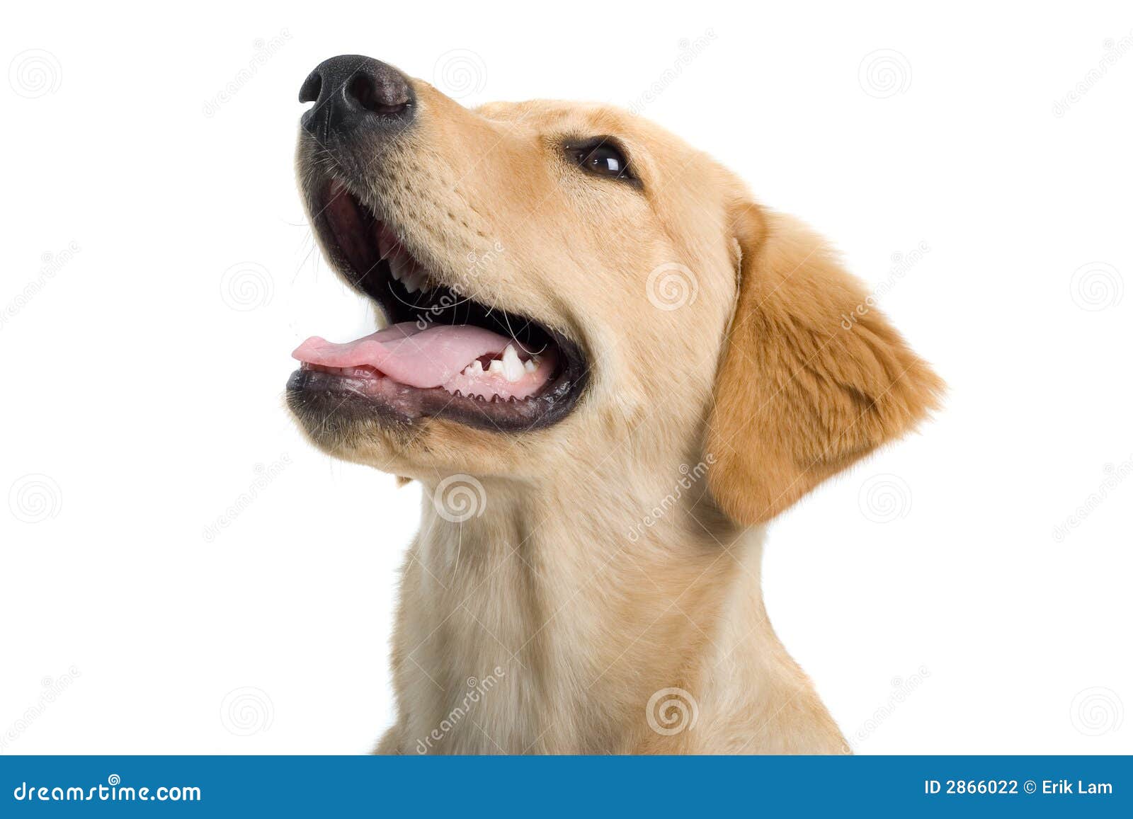 Panting dog's head stock photo. Image of adorable, white 2866022