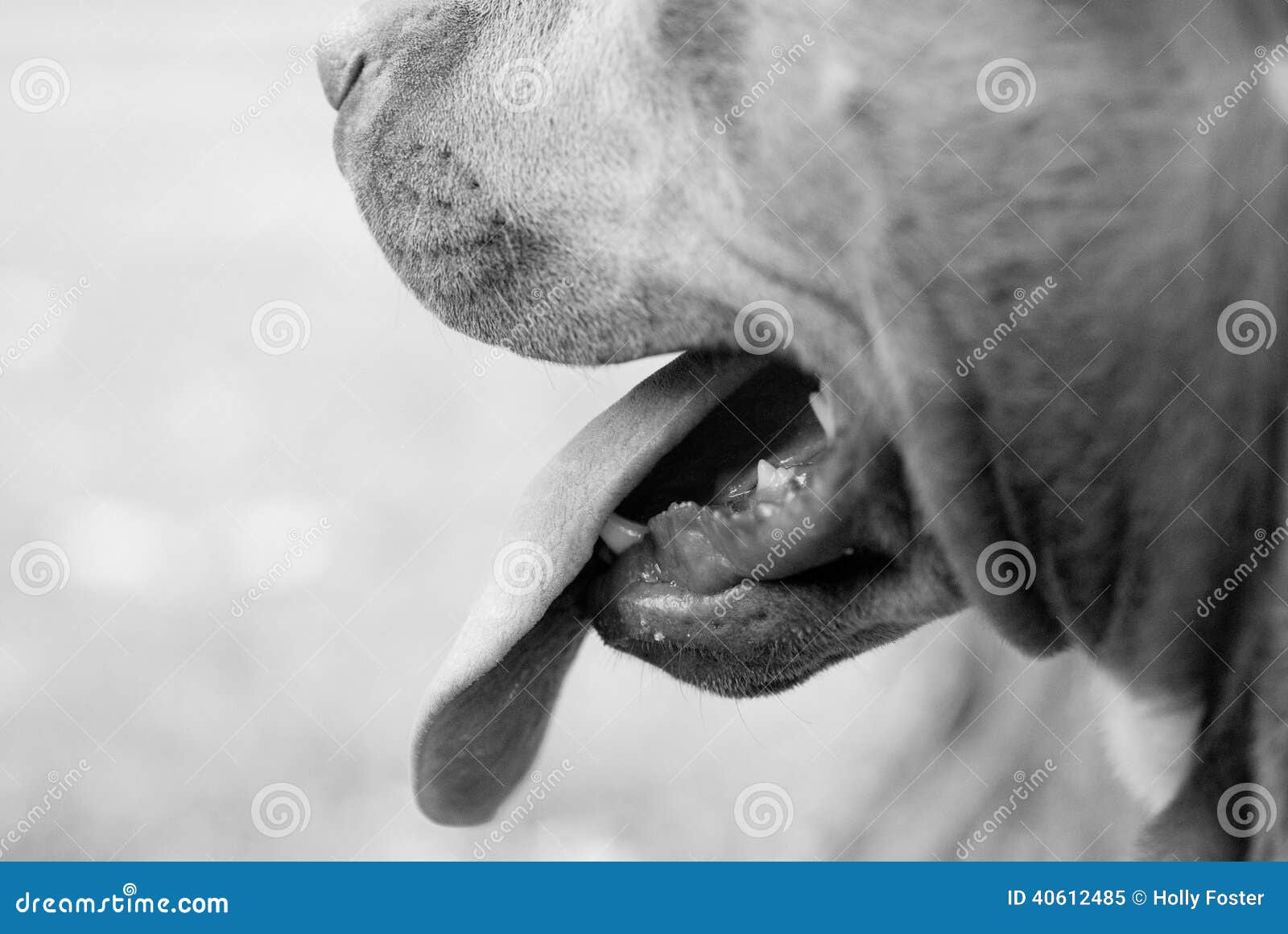 Panting Dog S Mouth in Black and White Stock Image Image of panting