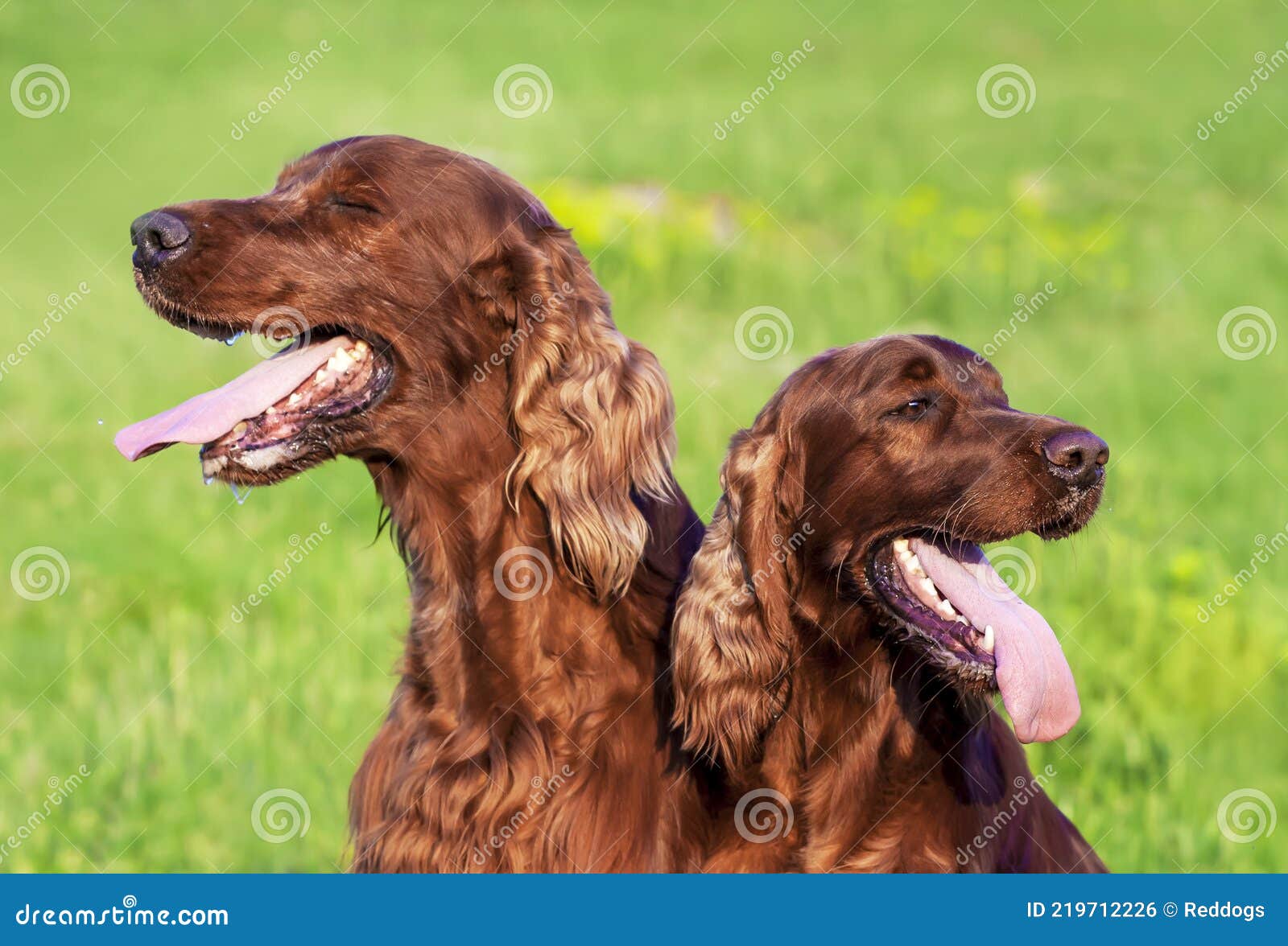 Panting Drooling Pet Dogs in Summer Stock Photo Image of mouth, funny