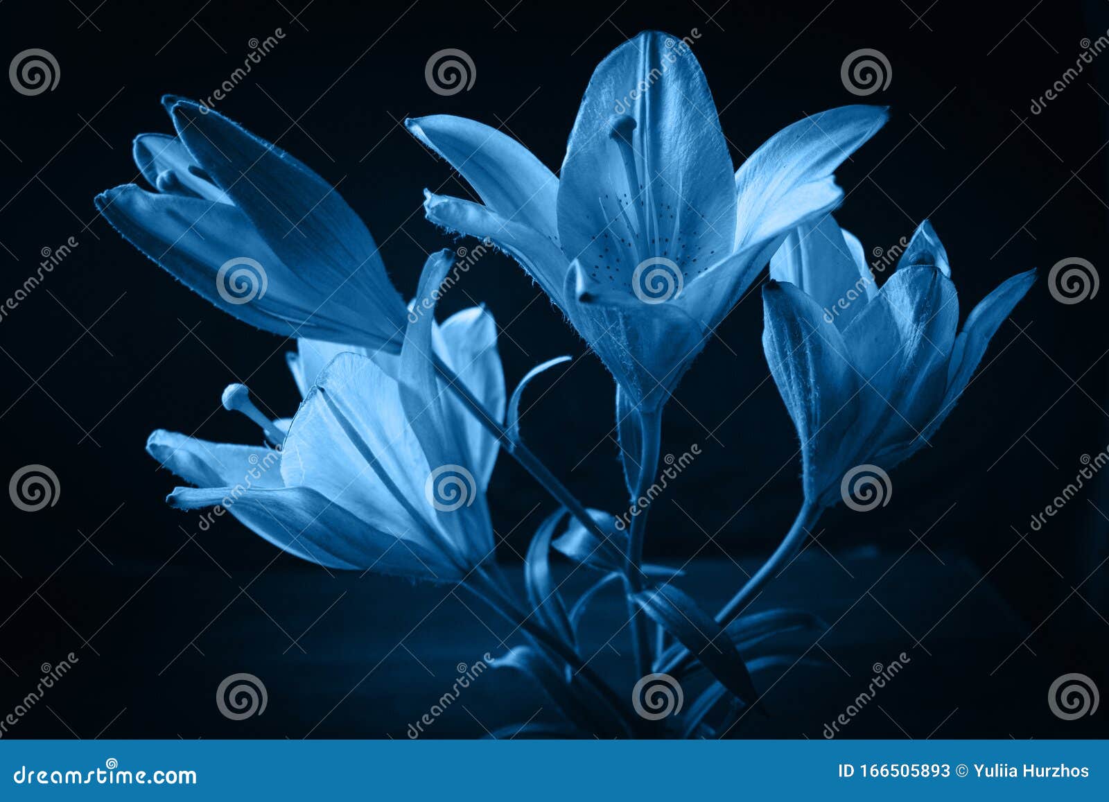 Pantone Classique Frais 2020 En Bleu Concept De Couleur De L'année Fleur De  Lys Sensible Les Contours De La Fleur Dans De L'air Image stock - Image du  papier, festif: 166505893