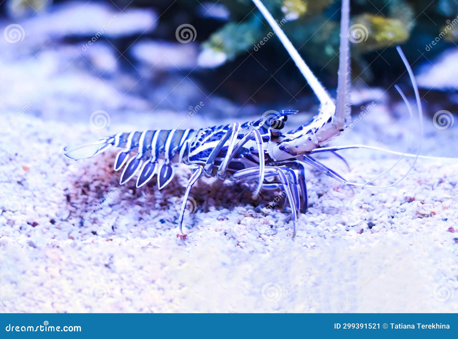 Spiny Blue Lobster Aquarium Stock Photos - Free & Royalty-Free