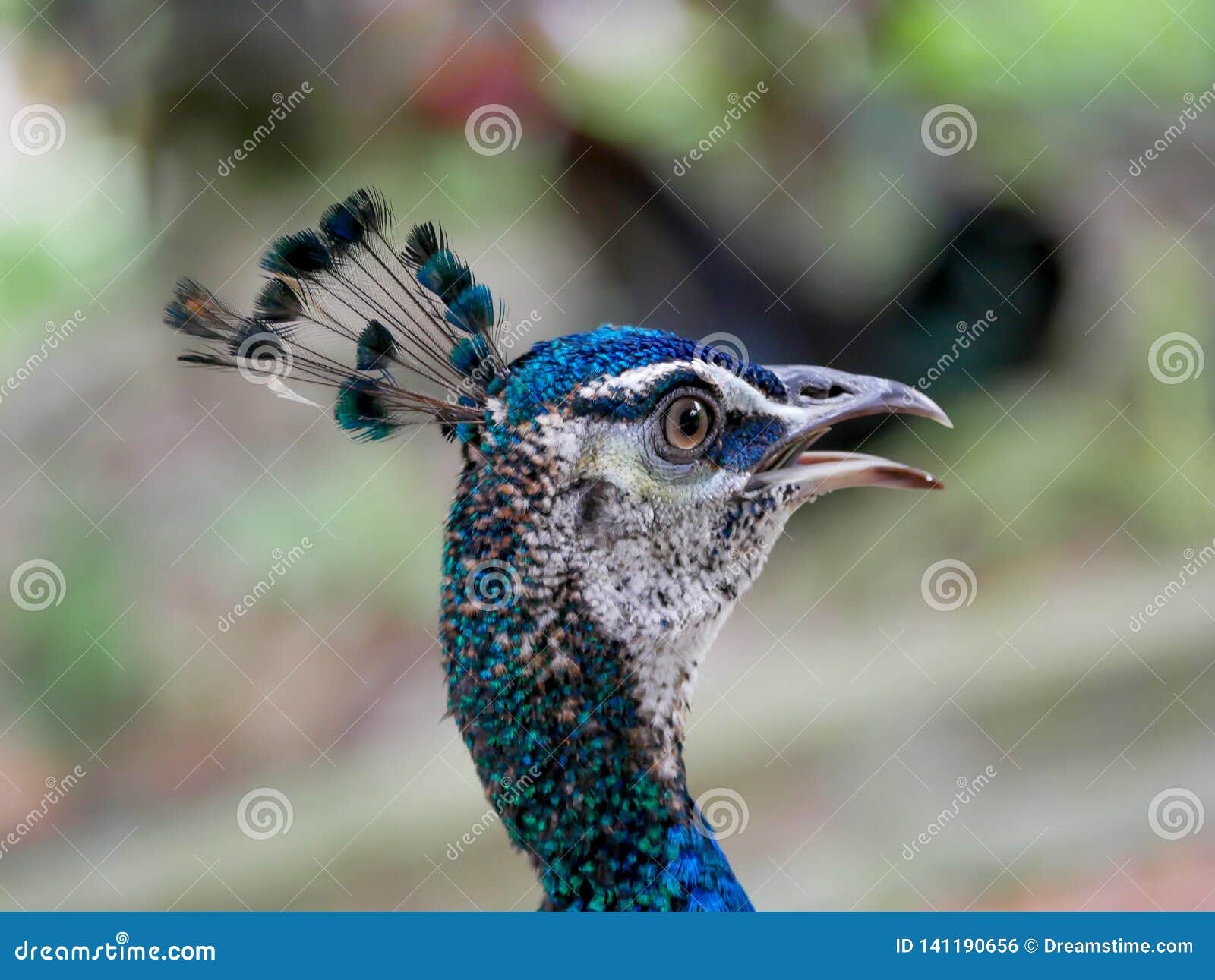 Paon Avec Les Plumes électriques De Bleu Et Daqua Photo