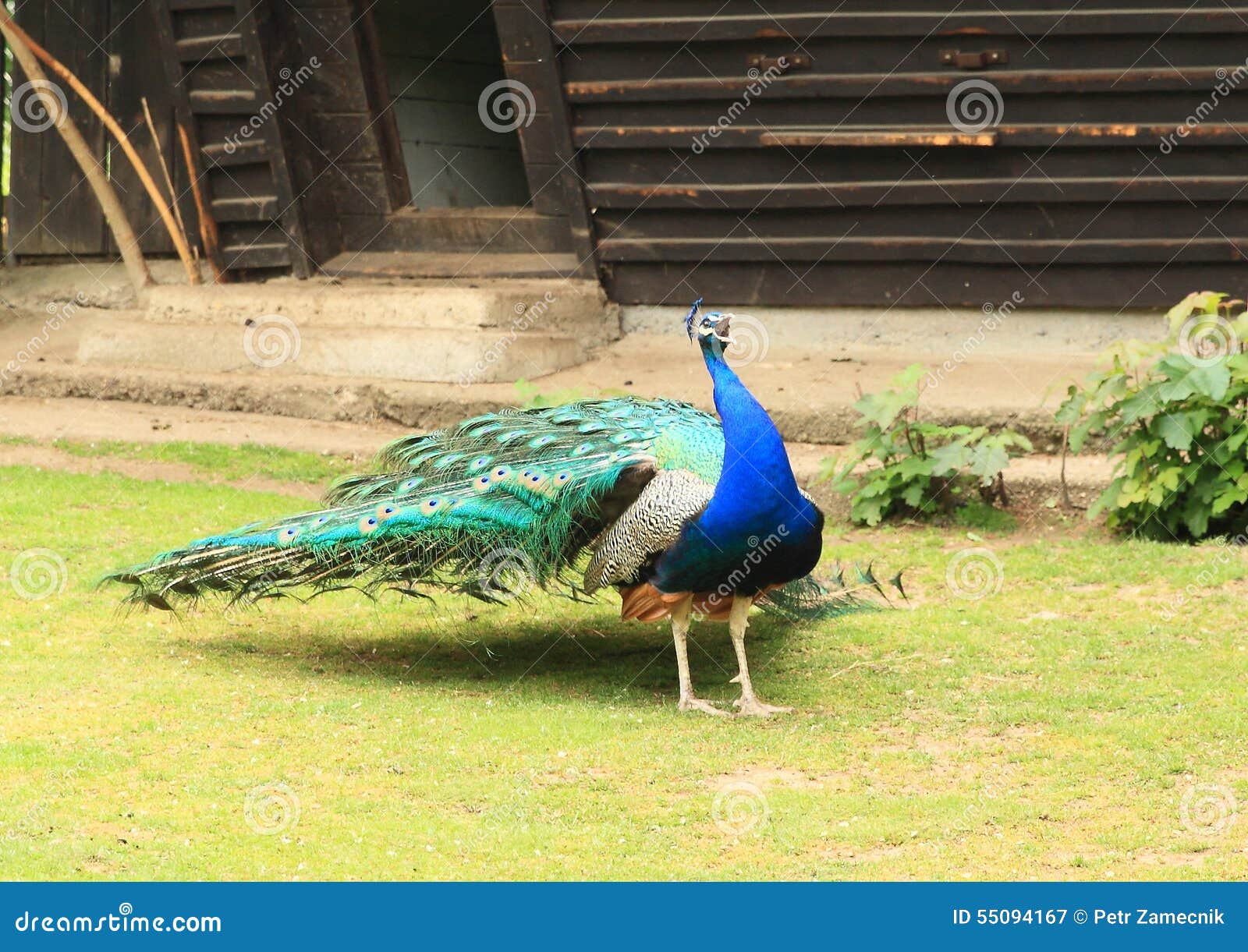 Paon Coloré Image Stock Image Du Animal Coloré Vert