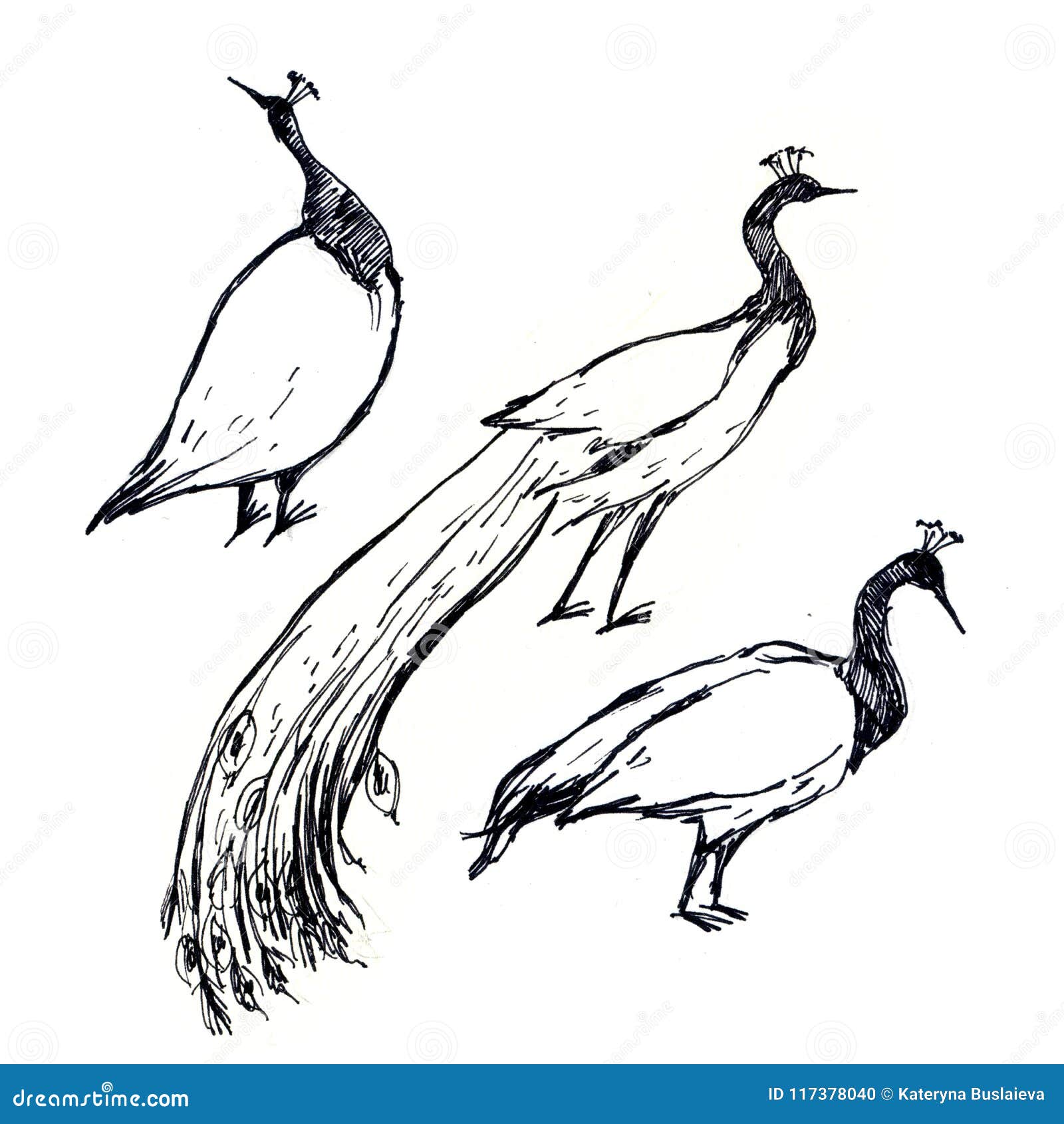  Paon  Noir  Et Blanc  D oiseaux De Dessin  De Stylo D 