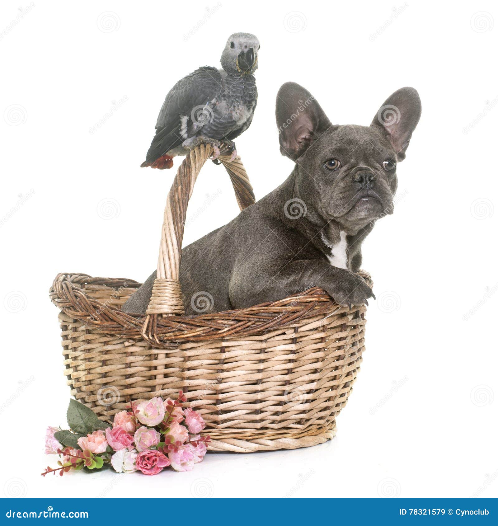 Papagaio Do Bebe E Buldogue Cinzentos Do Cachorrinho Imagem De Stock Imagem De Fundo Papagaio