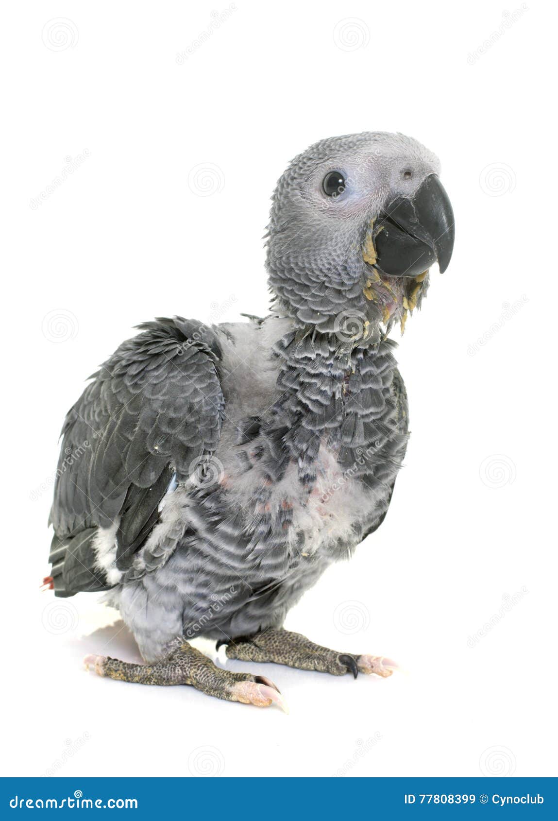 Papagaio Do Cinza Do Bebe Imagem De Stock Imagem De Animal