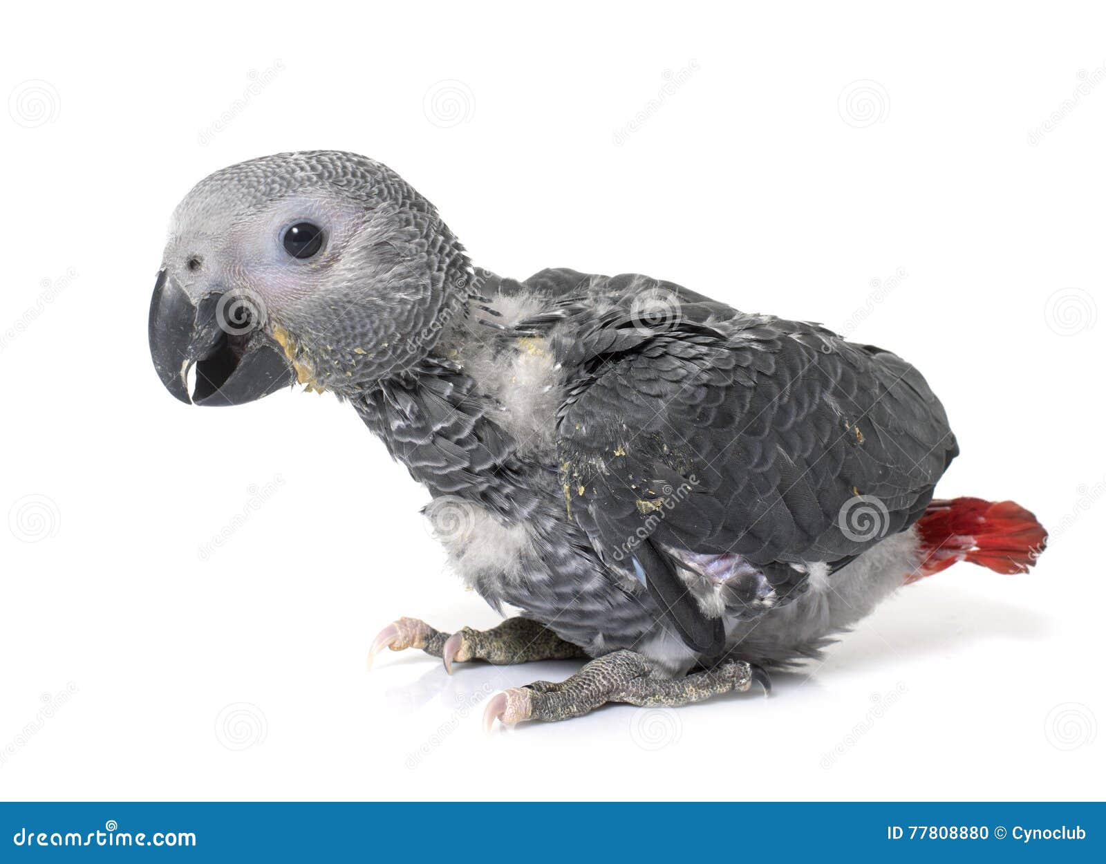 Papagaio Do Cinza Do Bebe Foto De Stock Imagem De Papagaio