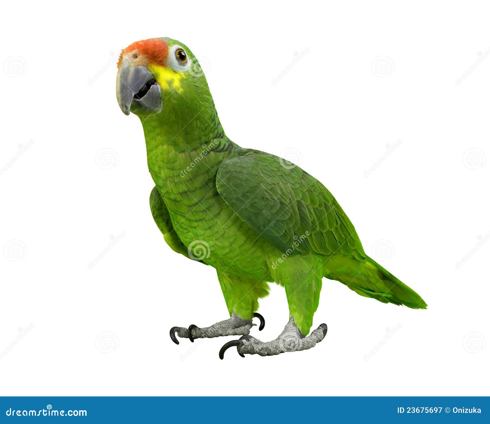 Papagaio de Kea foto de stock. Imagem de jogos, papagaio - 103429574