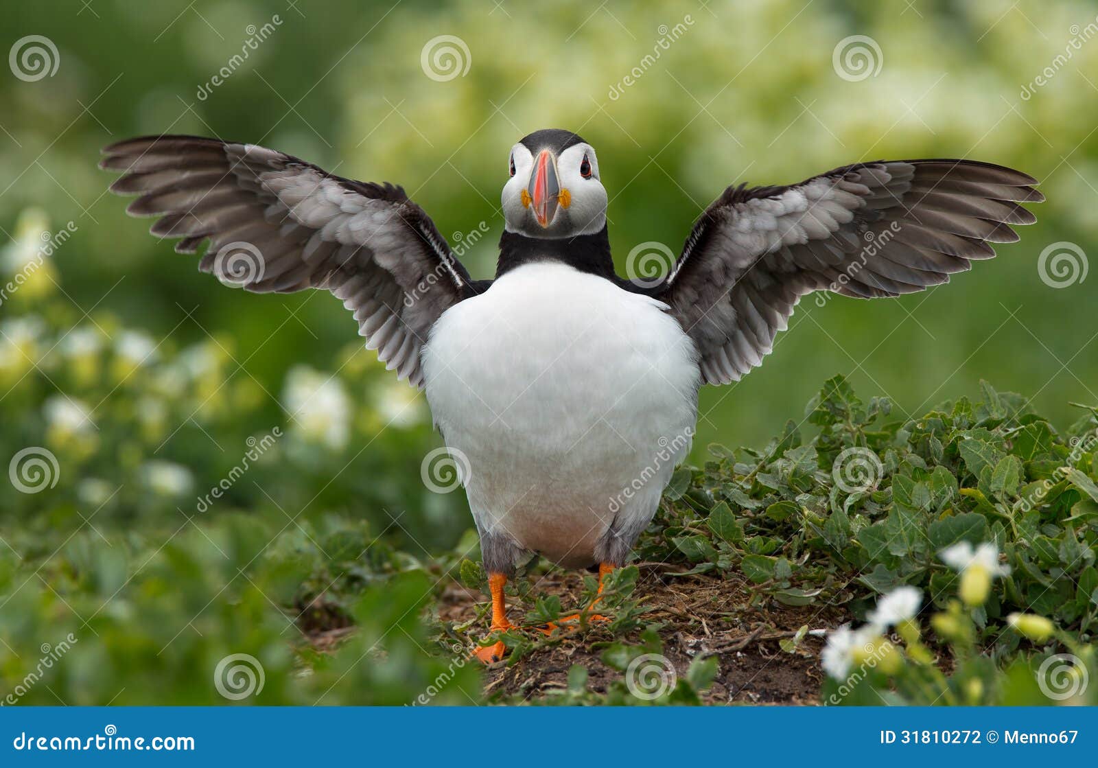 Papageientaucher dehnt seine Flügel bei Innerfarne aus