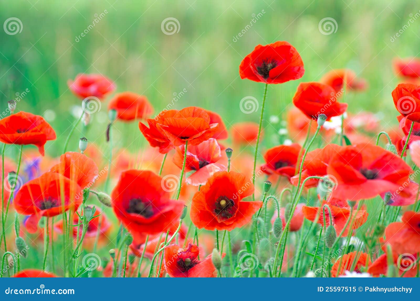 Bottone Gioiello Fiore Di Papavero - Rosso - Foto 2