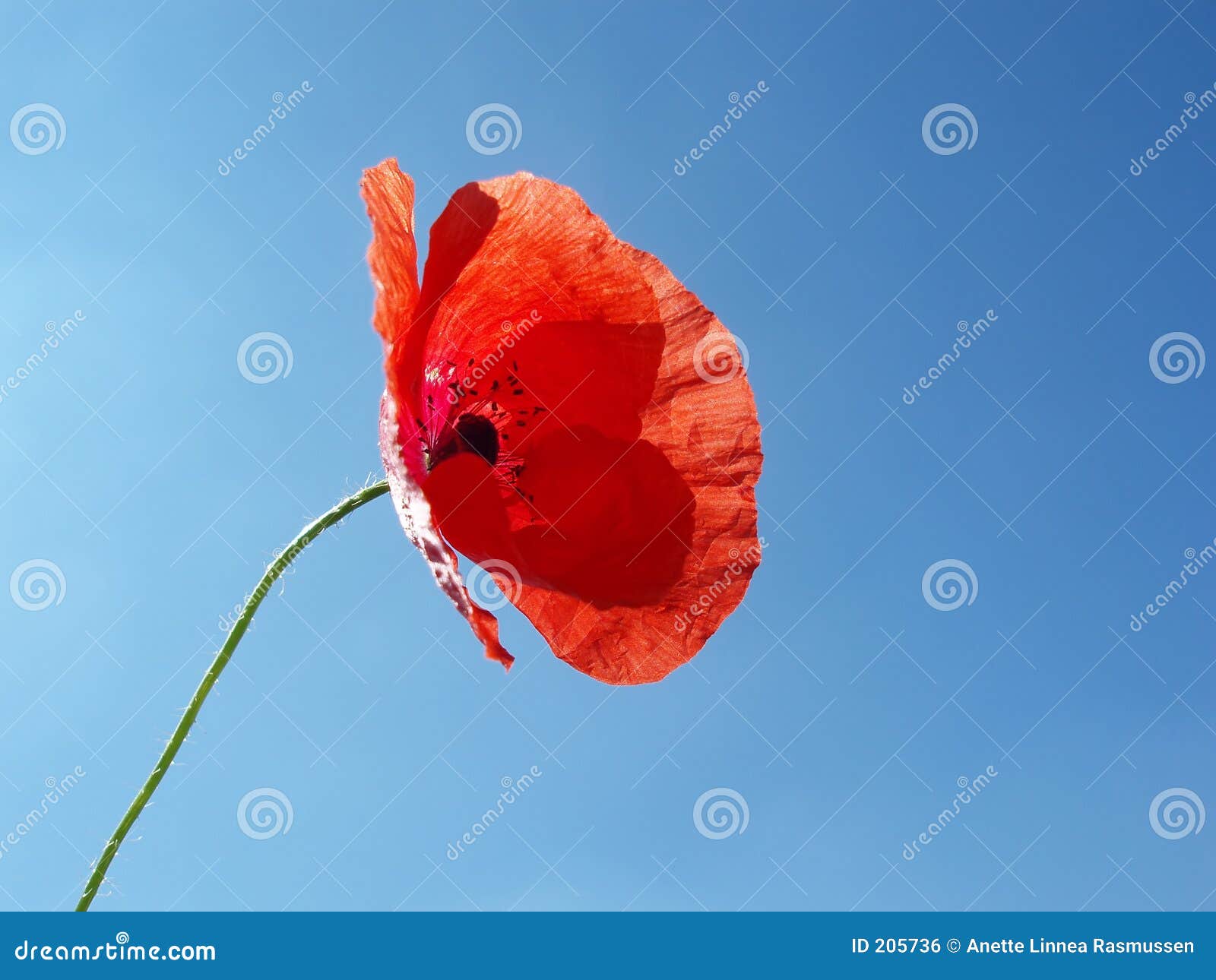 Bottone Gioiello Fiore Di Papavero - Rosso - Foto 5