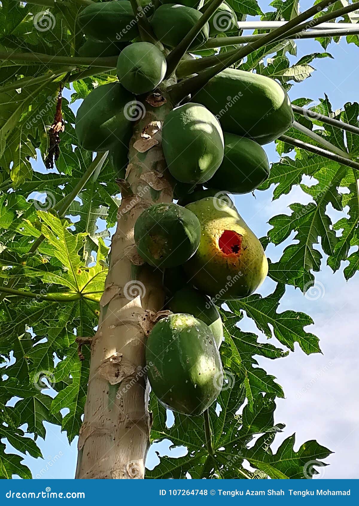 Papaya for birds stock photo. Image of cultivation, hobby 107264748