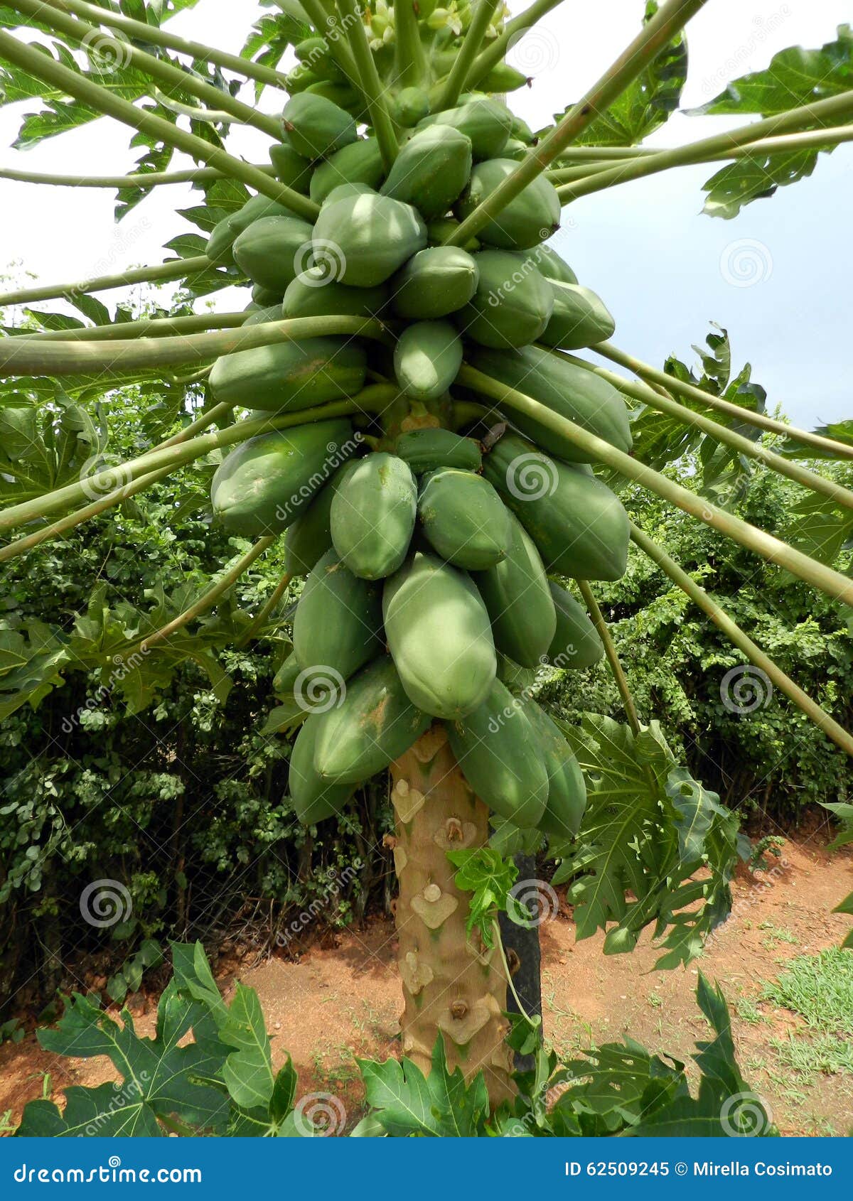 Papaya stock image. Image of tropical, salad, laxative 62509245