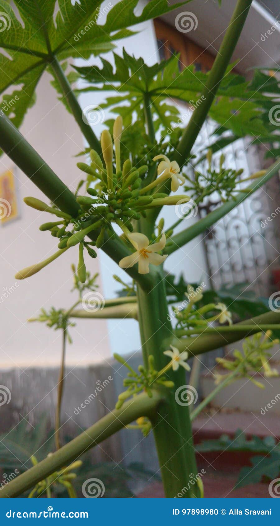 papaya or carica papaya flowers and buds