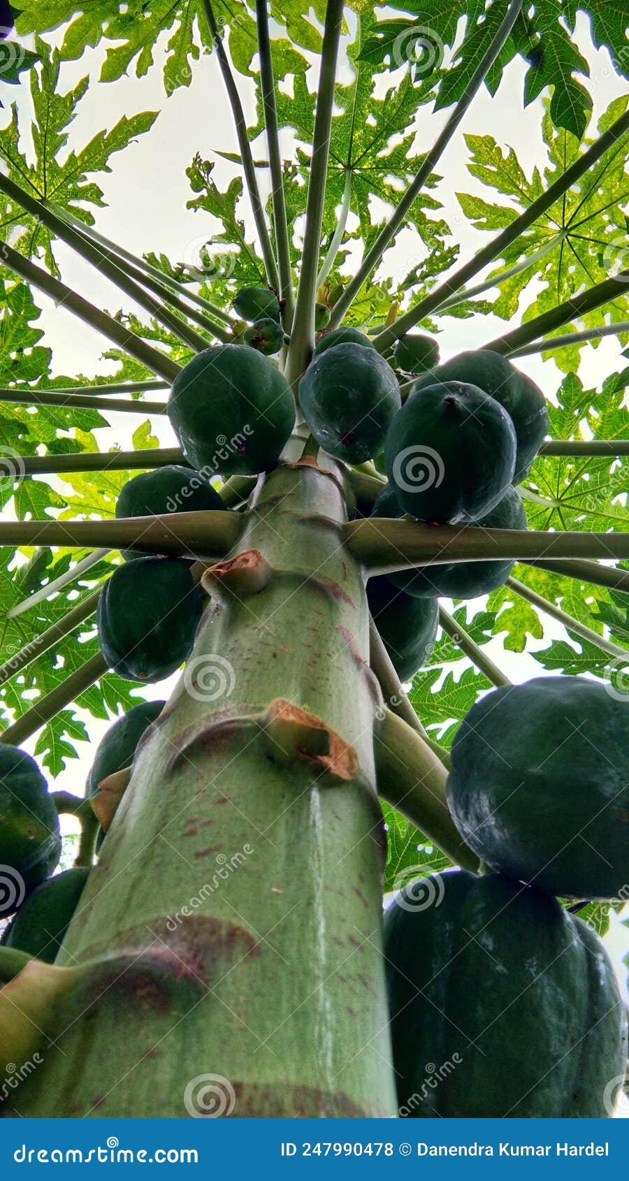 Papaya Cultivation , Tree with Fruits. Stock Photo Image of flower