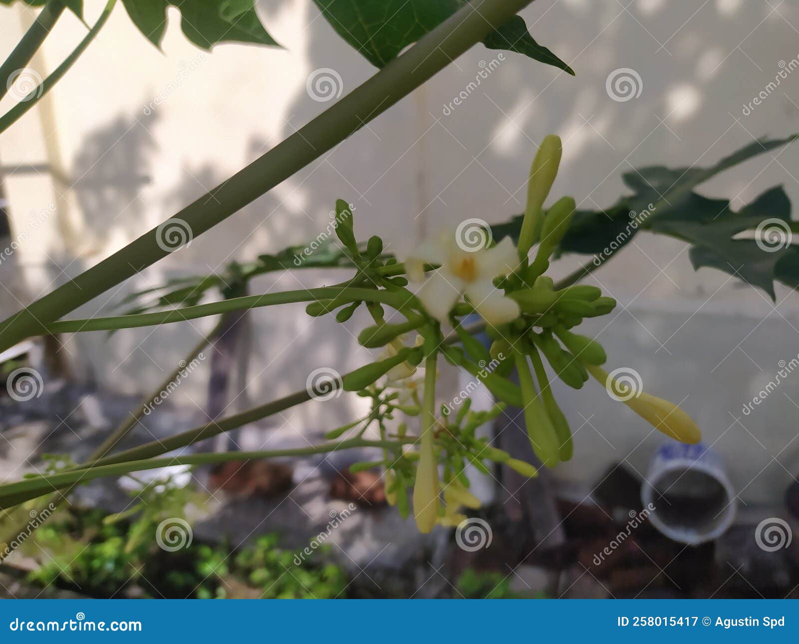 This Papaya Flower Can Be Cooked into a Food Menu Stock Image Image