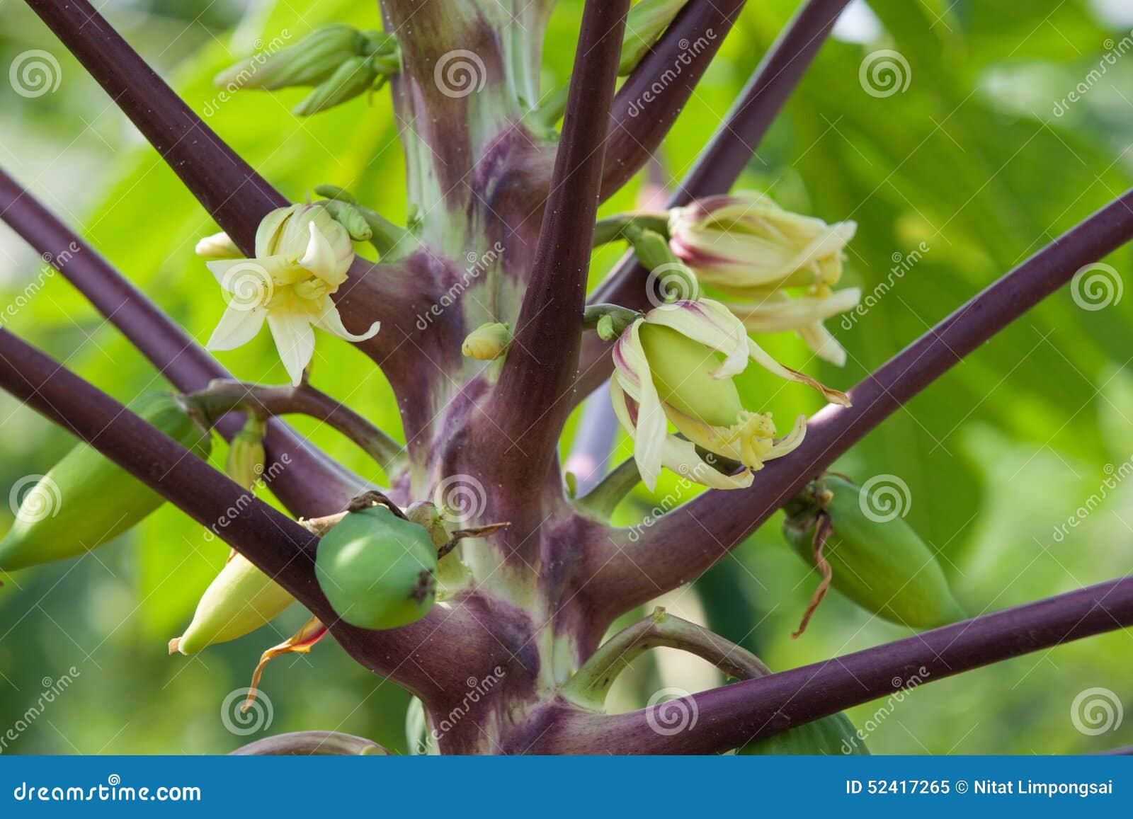 Papaya flower stock image. Image of tree, yellow, food 52417265