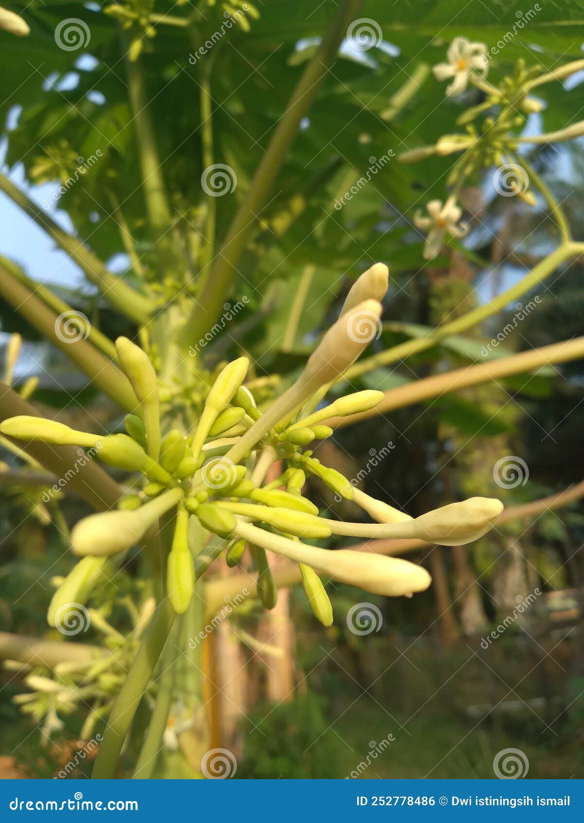 This is a Papaya Flower, and it Tastes Bitter when Stirfried. Stock