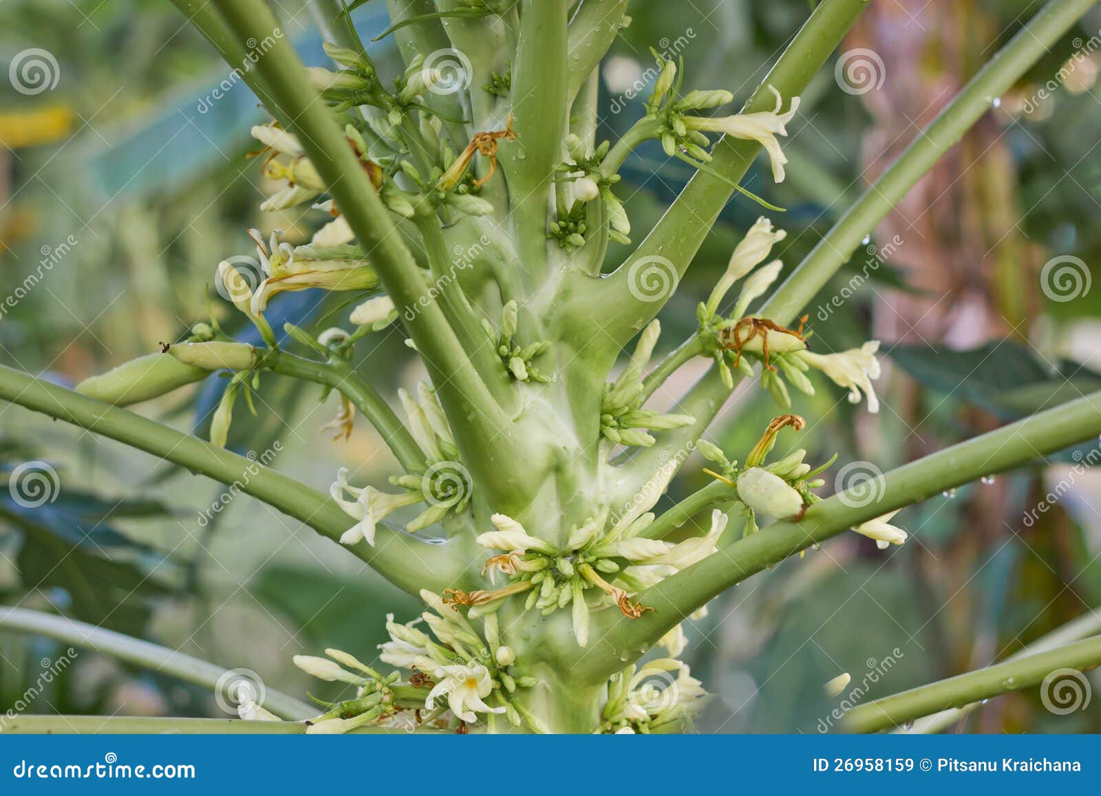 Papaya flowers . stock image. Image of blossom, white 26958159