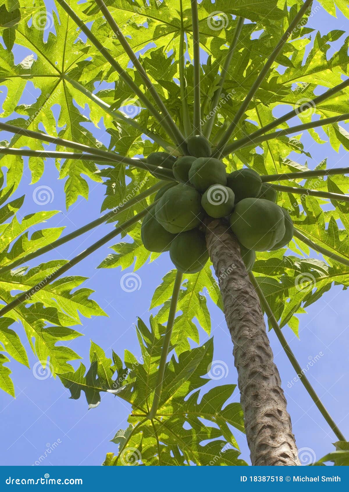Papaya fruit stock photo. Image of tree, papaya, plants 18387518