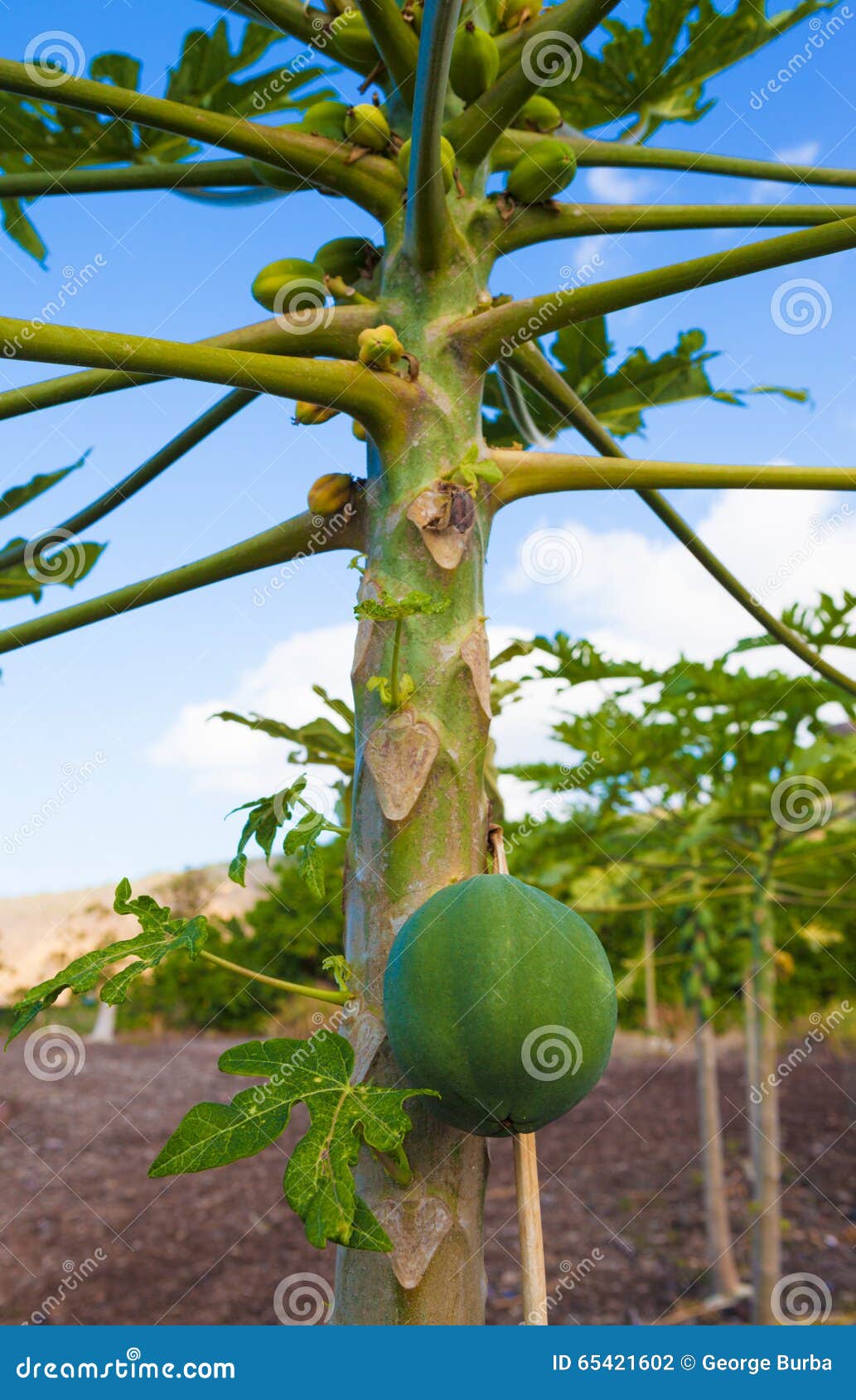 Papaya fruit stock photo. Image of climate, nature, harvest 65421602