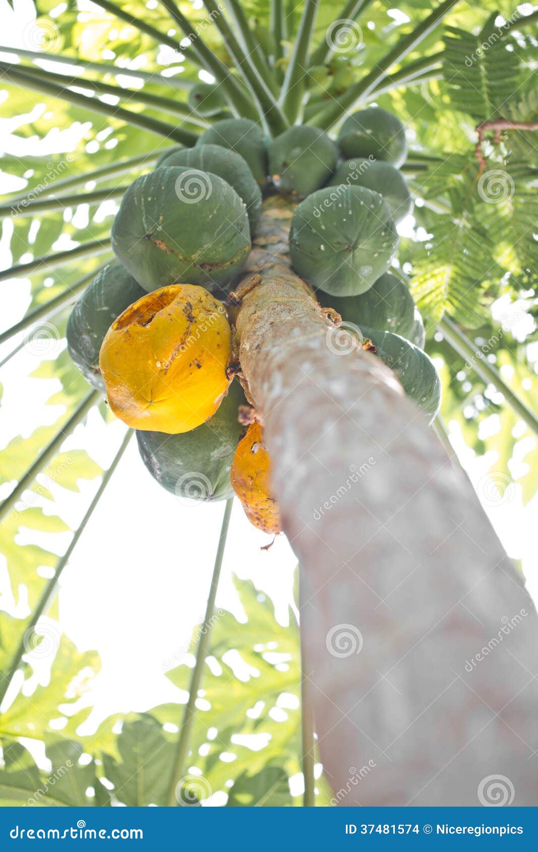 Papaya Fruit Ripening on the Tree. Stock Photo Image of ripe, object
