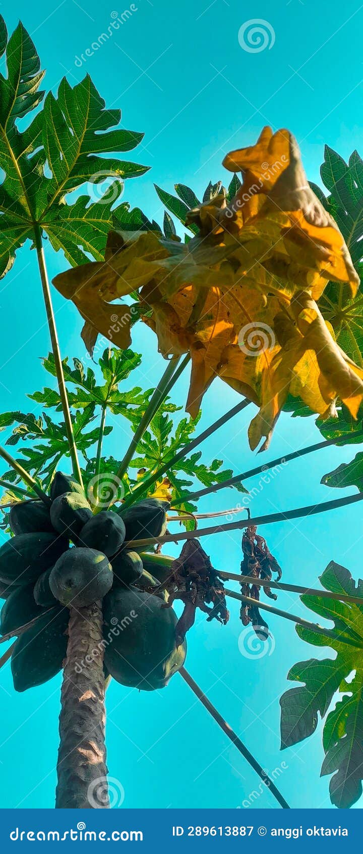 Papaya Fruit Tree with Dry Leaves Stock Image Image of leaves, fruit
