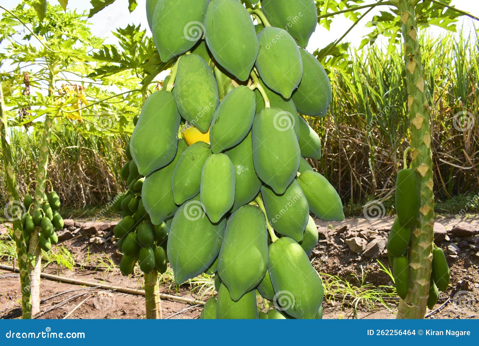 Papaya Fruit on Papaya Tree Farm. Stock Photo Image of branch, asian