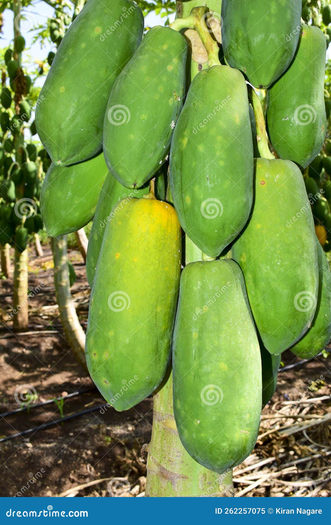 Papaya Fruit on Papaya Tree Farm. Stock Image Image of healthy, india