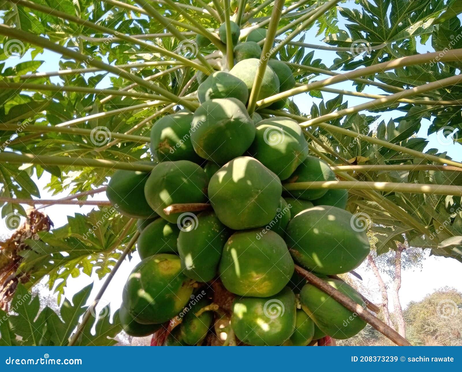Papaya Fruit Tree in India Maharashtra Stock Image Image of india