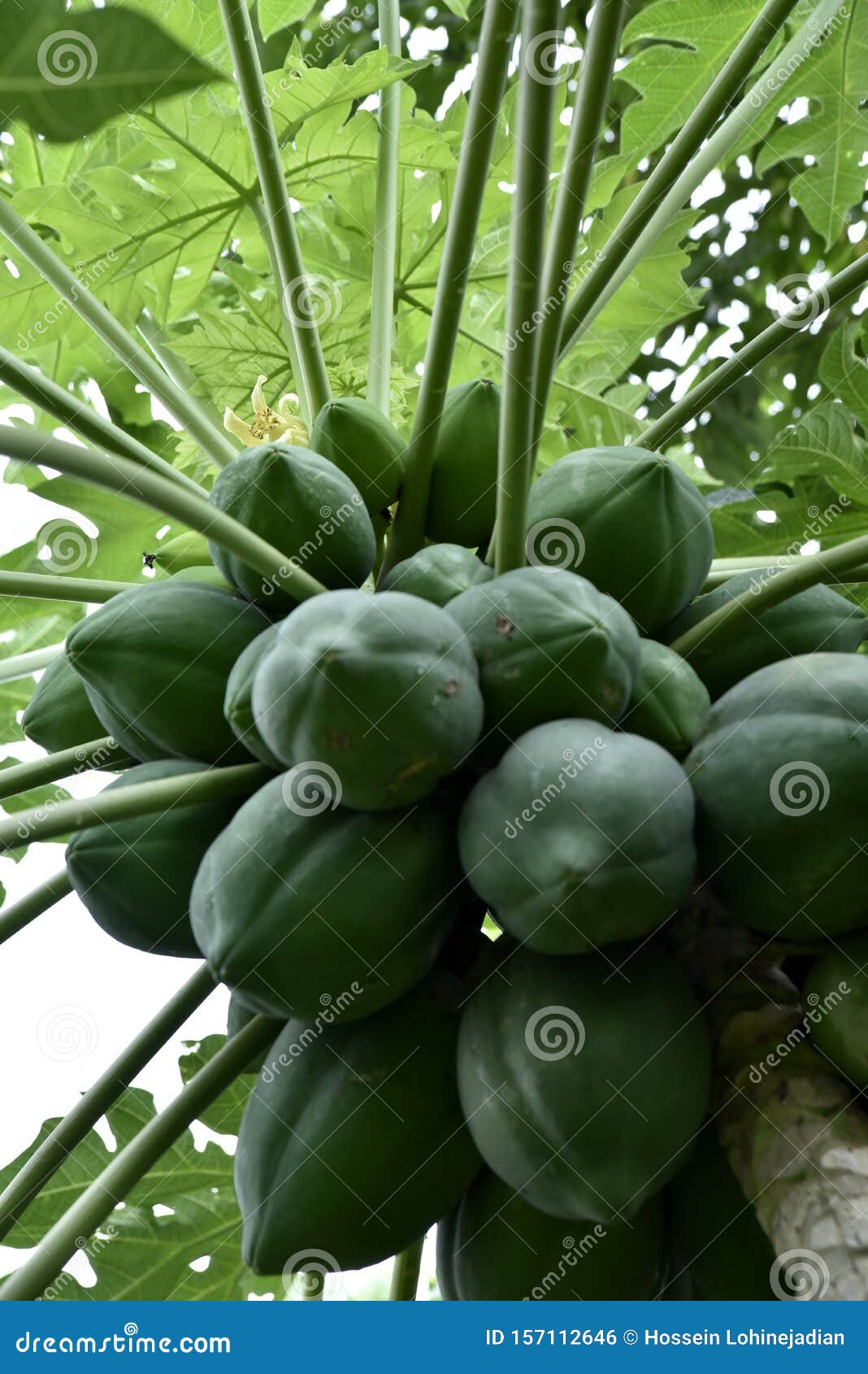 Papaya Fruit on the Tree in Philippines Stock Photo Image of leaf