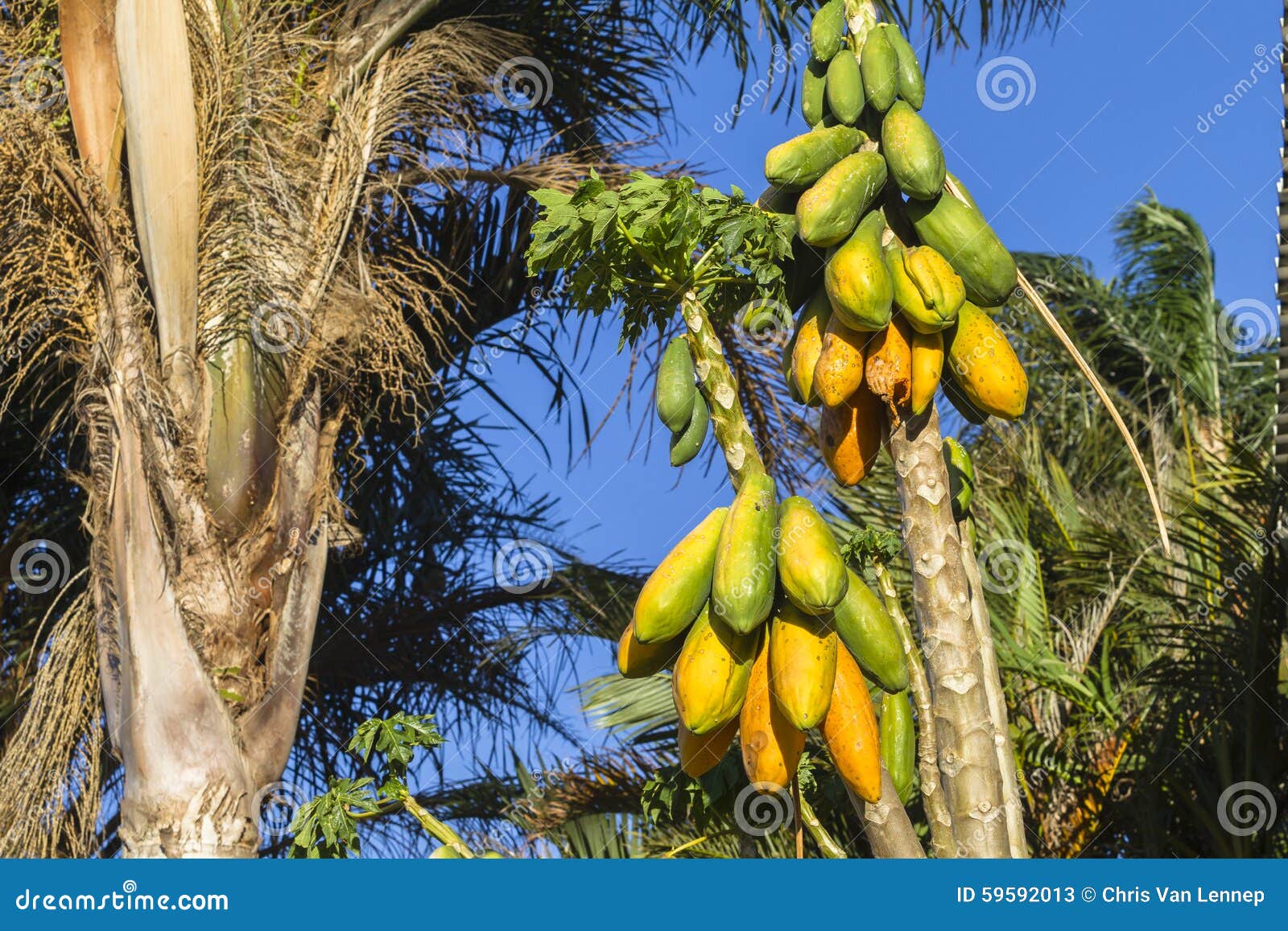 Papaya Fruit Trees stock image. Image of pawpaw, tropical 59592013