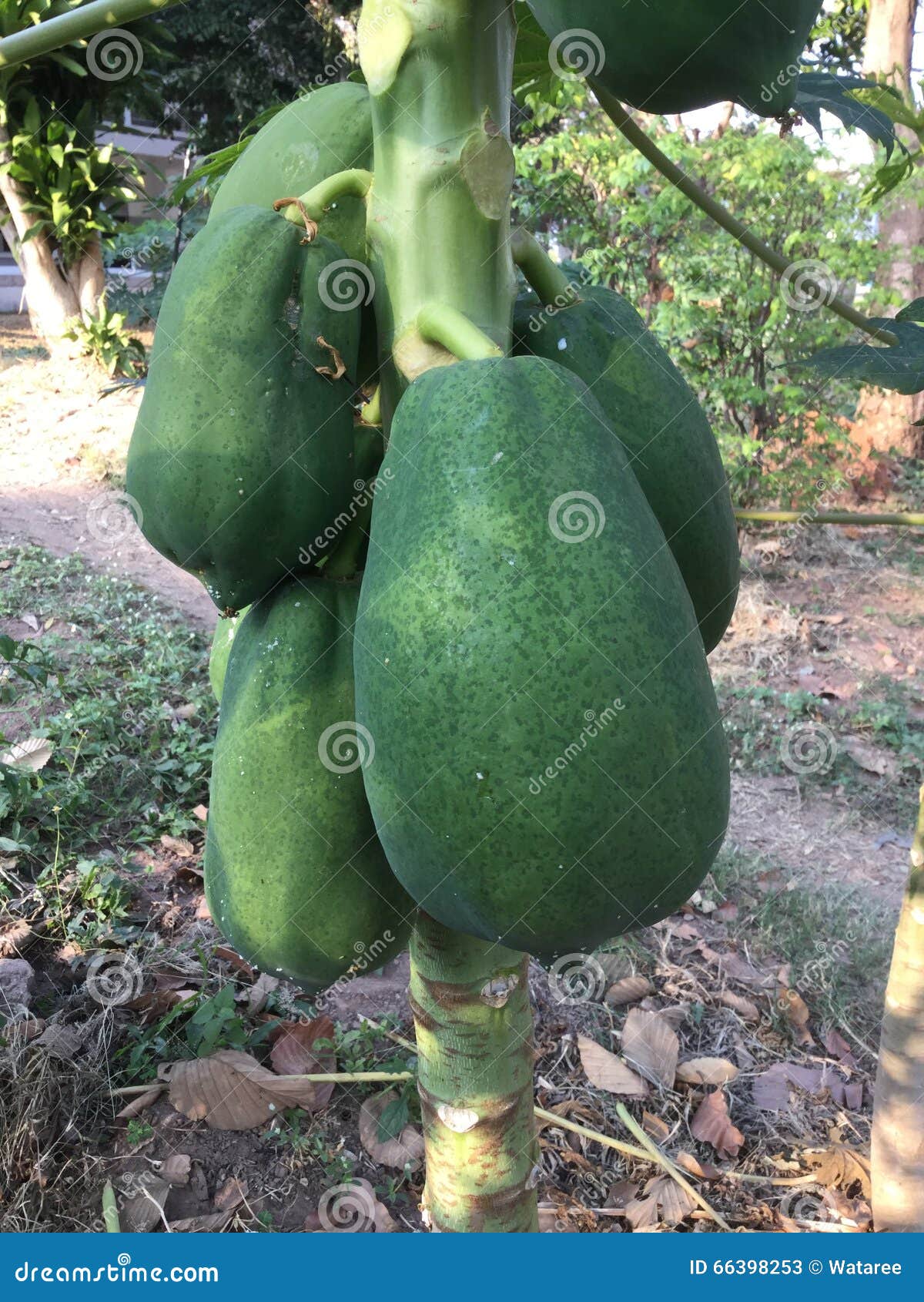 Papaya stock image. Image of room, food, garden, green 66398253