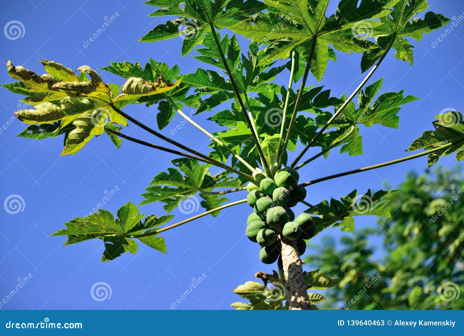 Papaya Growing in the Wild in Hawaii Stock Image Image of palm