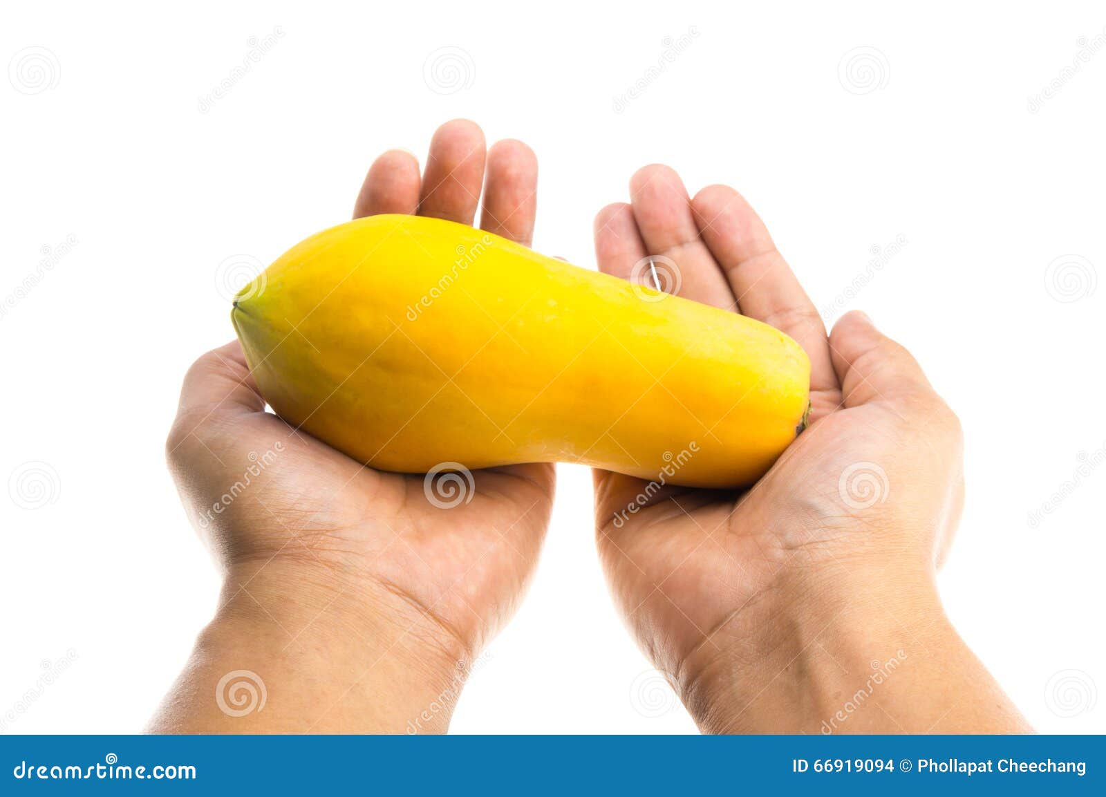Papaya in Hand Isolate on White Background Stock Photo Image of