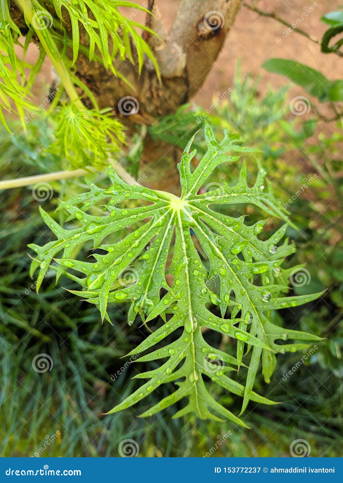 The Benefits Of Papaya Leaves Are To Improve Blood Circulation Royalty